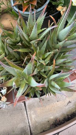 aeonium jade aloe vera