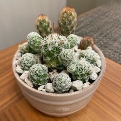 Succulent Arrangement #8 