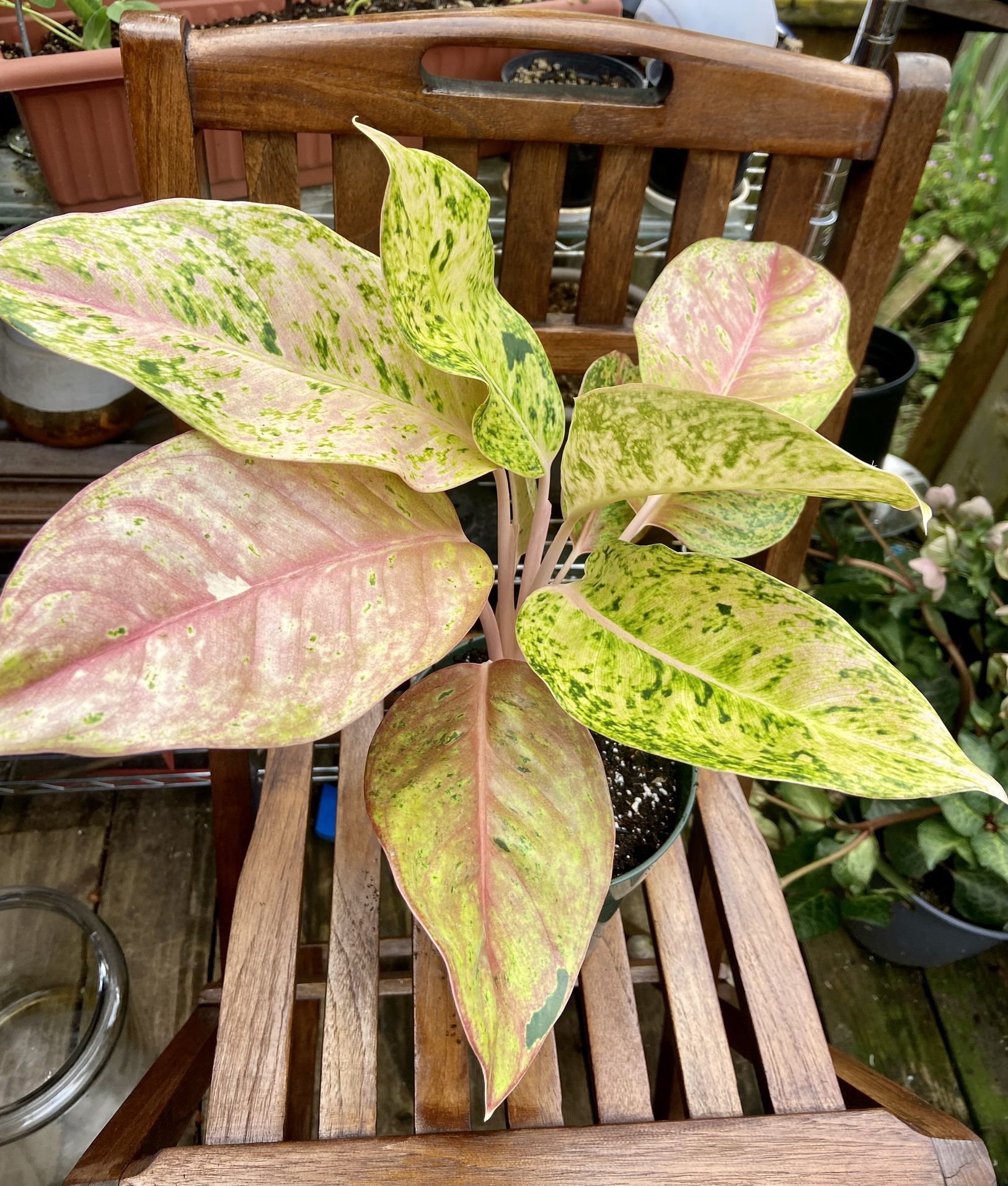 Aglaonema Bidadari