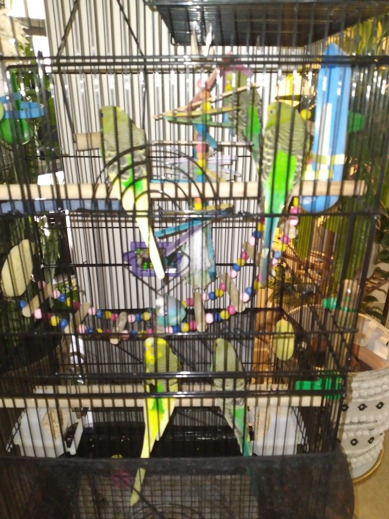 Bird Cage 6 Periquete