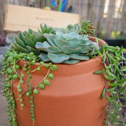 Large Terracotta Succulent Arrangement – String of Pearls Planter