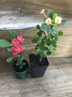Euphorbia plant