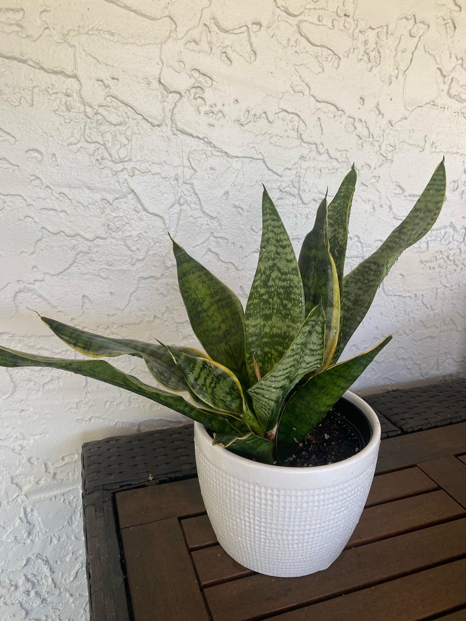 Snake plant in ceramic pot