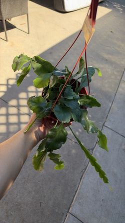 6” Ripsalis oblonga