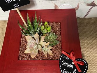 Succulent Arrangement