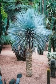 Blue Yucca Rostrata Palm Trees @956@292@8442