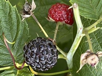 Plants For Sale - Perfect For Summer Planting! - $5 Each (Thornless Blackberries, Raspberries, Hostas, Lilies)