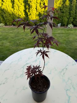 Bloodgood Japanese Maple ‘Acer Palmatum’ (Outdoor Plant)