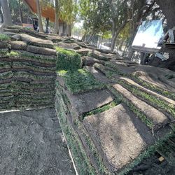 Sod $2 Per Sq/ Ft