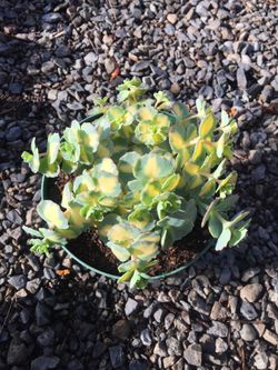 Short variety,cascading sedum