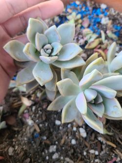 Ghost 👻 succulent plant cluster