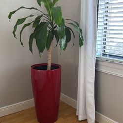 Lechuza Rondo 40 Self Watering Planter  With Dracaena Fragrans