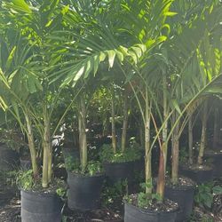 Christmas Palms About 7  Feet Tall Instant Privacy Hedge For Fence