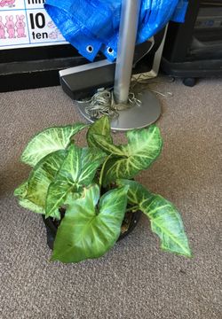 Nice plants$3 $2