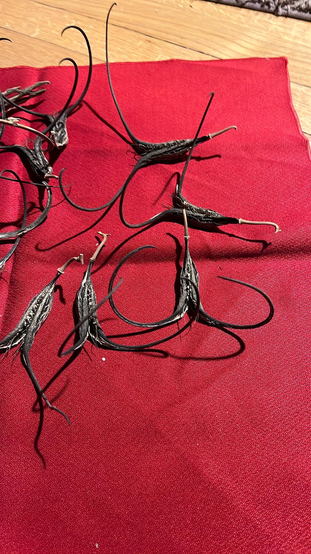 Devils Claw For Art Or Arrangements