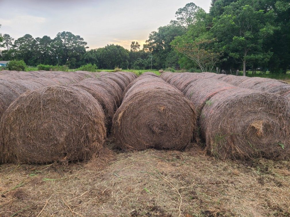 Bahia 4x5 Round Bales Last Years Hay Blowout 