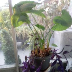 Large Elephant Ear Plant In A Pot $40