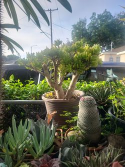 Bonsai Tree, Jade Tree 