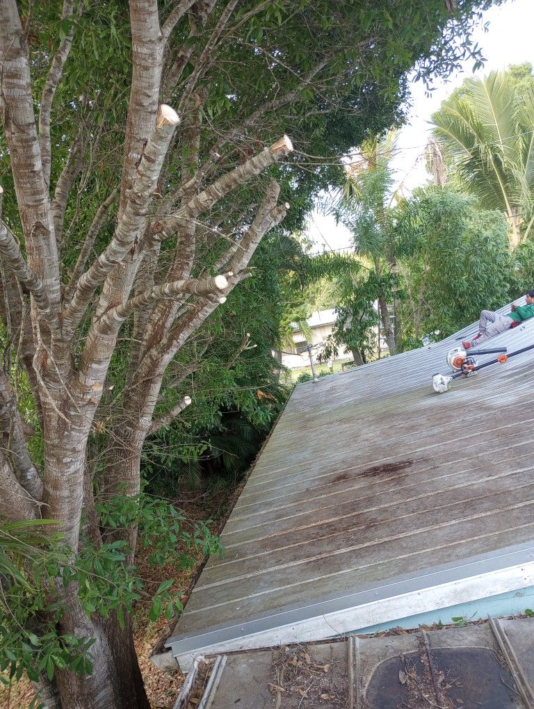 Trim Tree