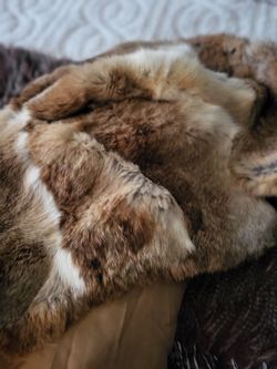 Chinxhilla.rabbit Luxury Stroller Jacket Thumbnail