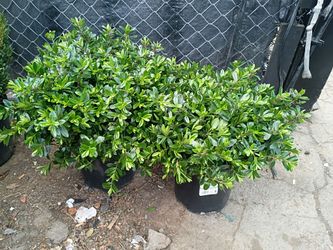 2 Hebe 'Coed' Shrubs