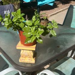 SUNNY. ROSE. FLOWERING. PLANT