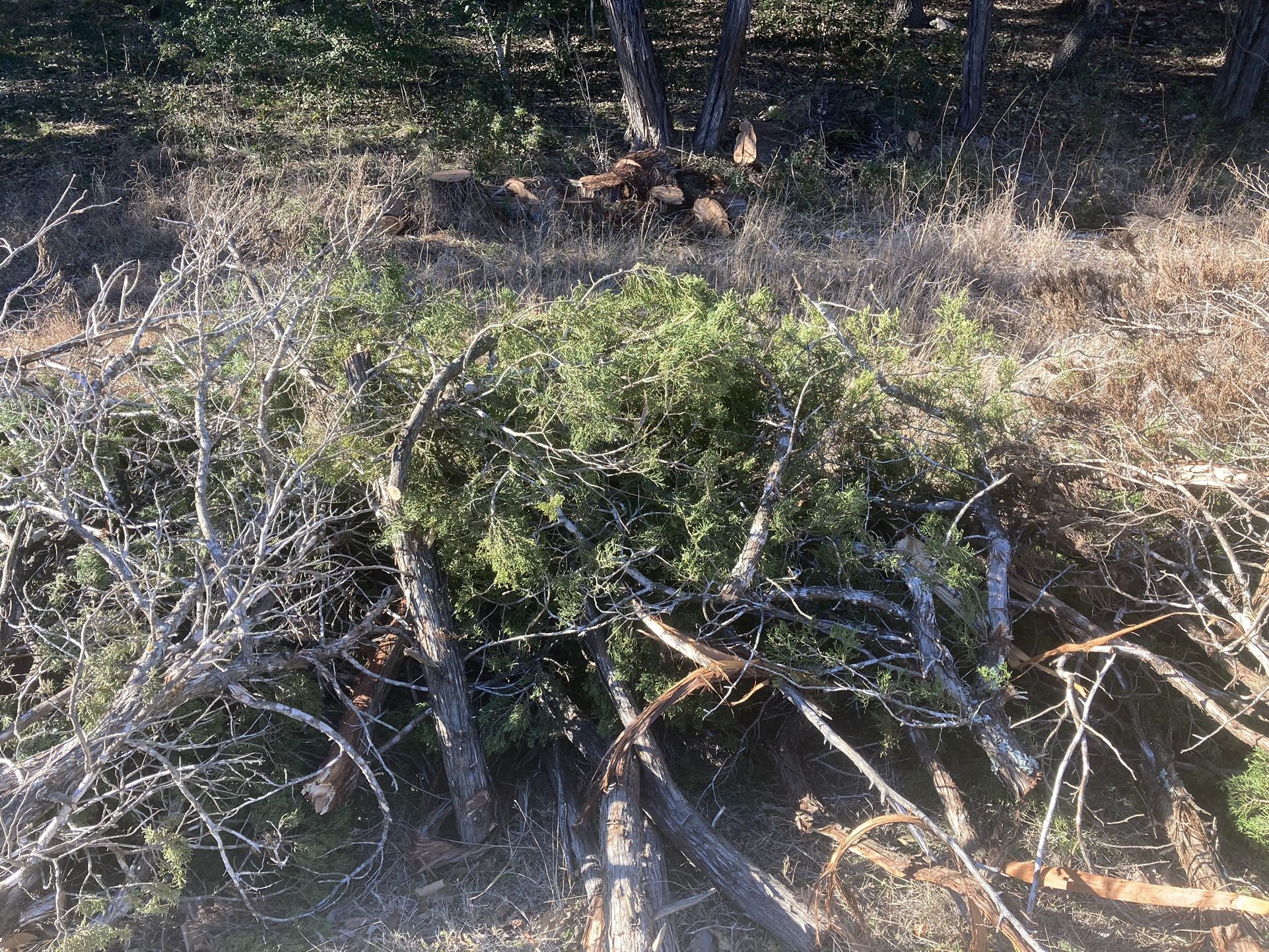 Trees And Grass