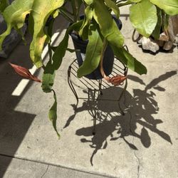 $15 Plant