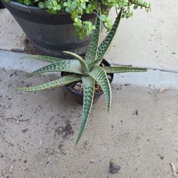 Cool Aloevera In  8in Pot