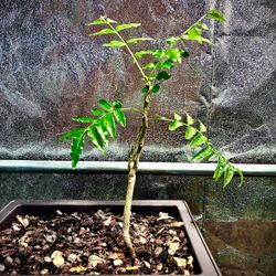 Tropical Bonsais $50 each