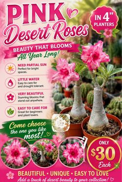 Pink desert roses