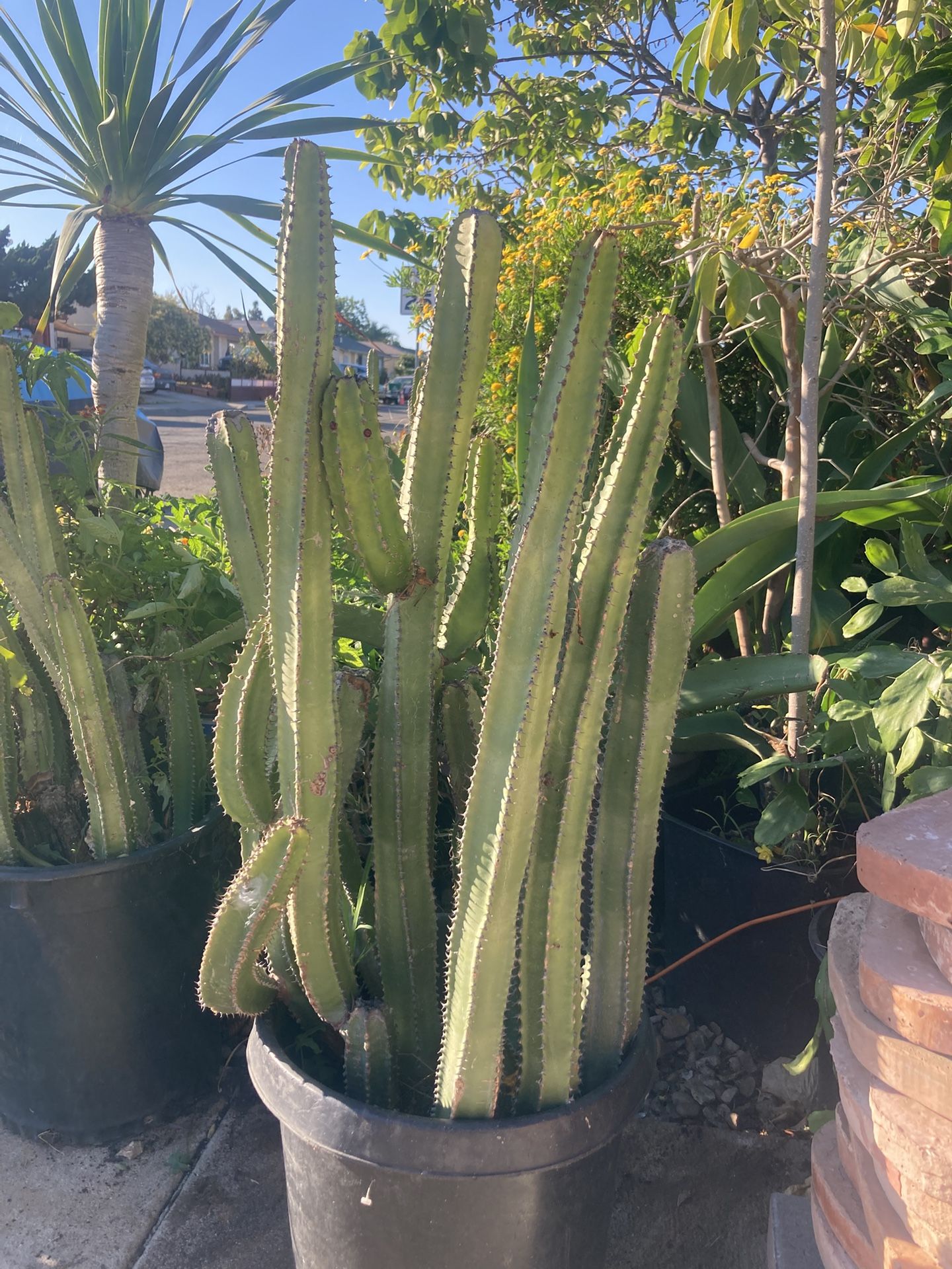 Euphorbia Canary Island Spurge 15 Gallon 38 H