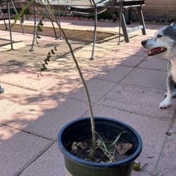 Plant In One Gallon Pot 