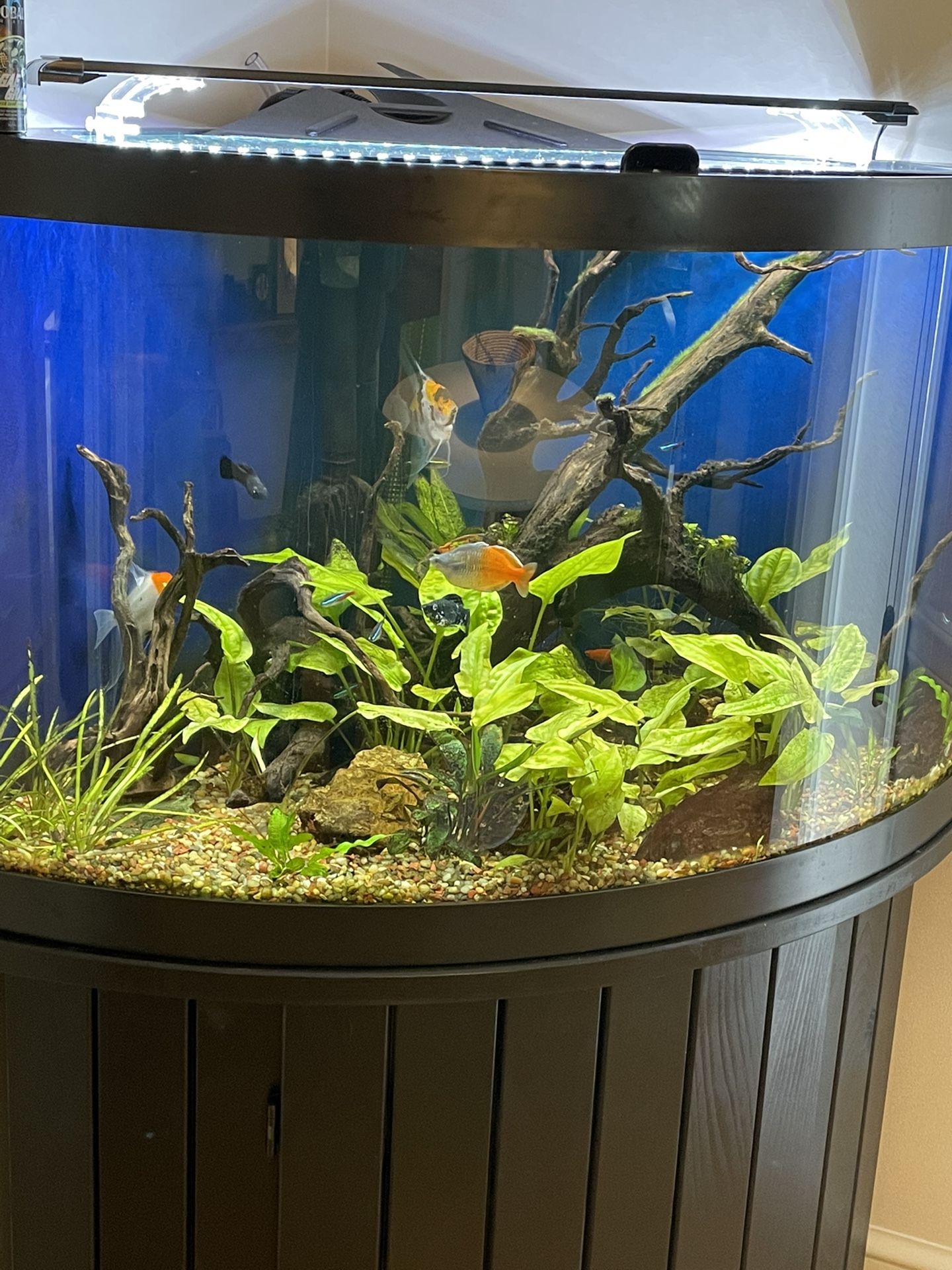 54 Gallon Corner Aquarium With Stand And Filter for Sale in Lancaster