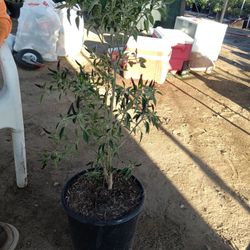 Chile Cobla $12