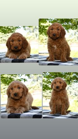 Doggg