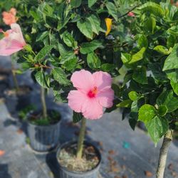 Beautiful Hibiscus Plants!!! Fertilized 