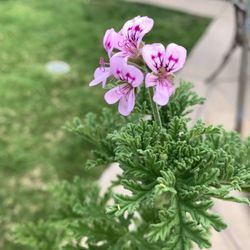 Mosquito  Centronela Plant