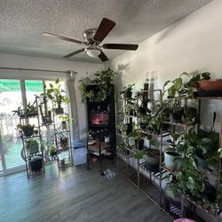 Indoor Plants