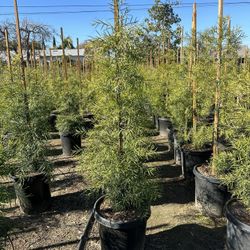 Podocarpus Privacy Hedge 