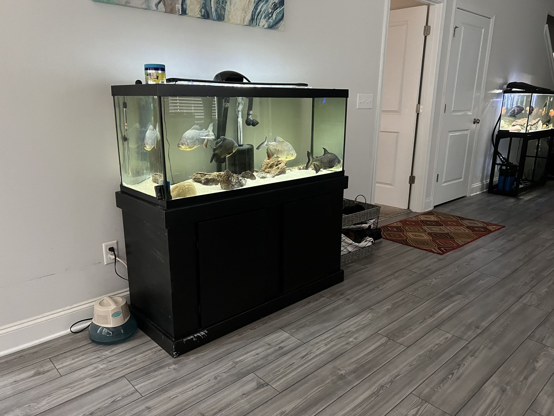 75 Gallon Set Up