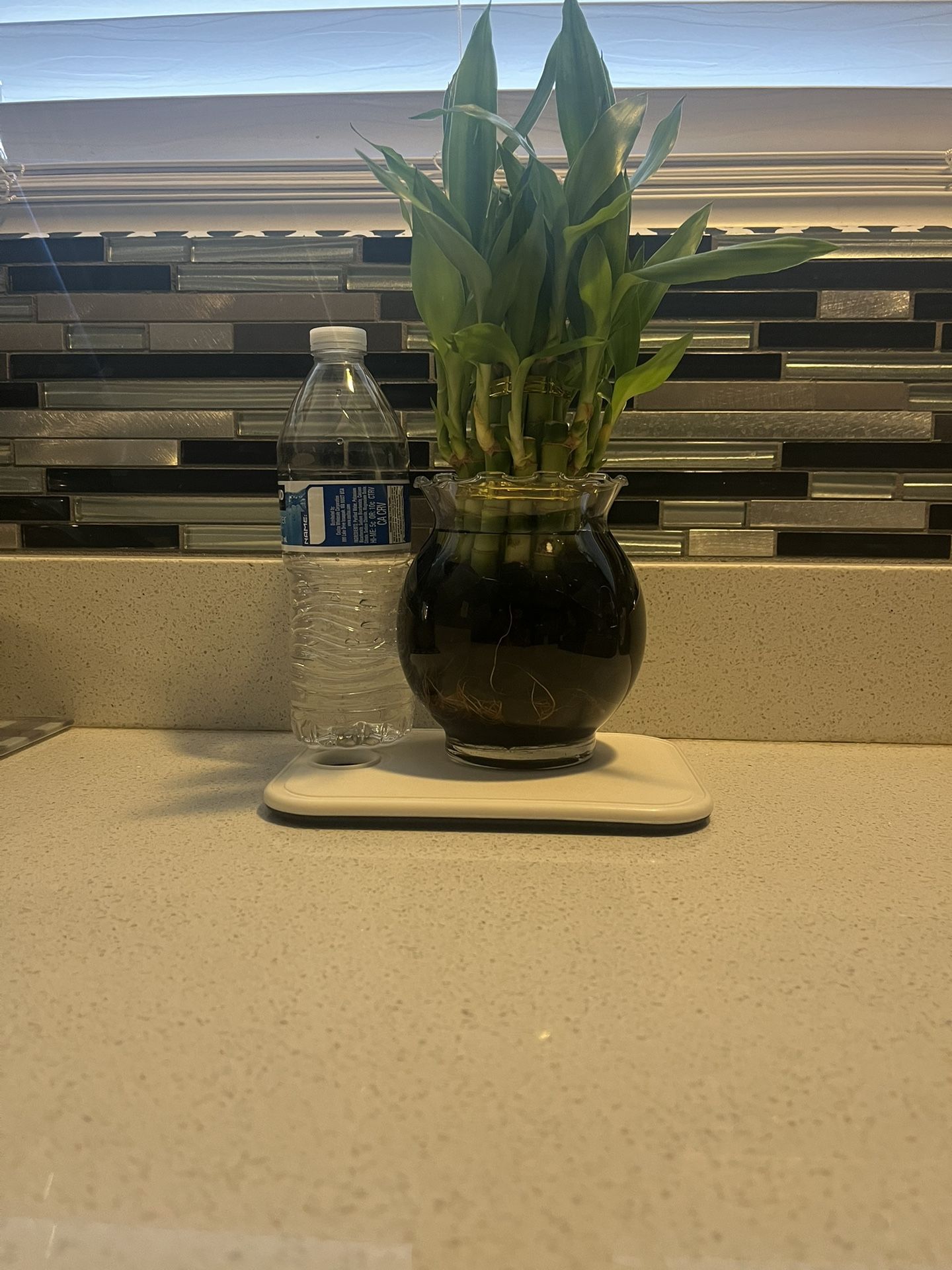 bamboo Plant