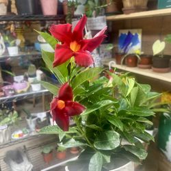 Sunday Plant Special! Get a FREE Rooted Cutting with Any $20 Purchase!