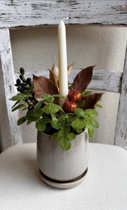 Plant Arrangement