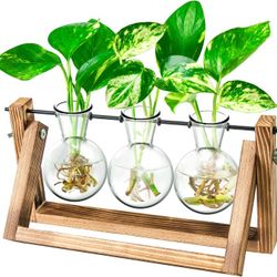 3 Bulb Plant Station Terrarium with Wooden Stand