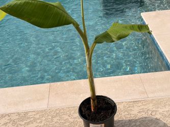 Banana tree