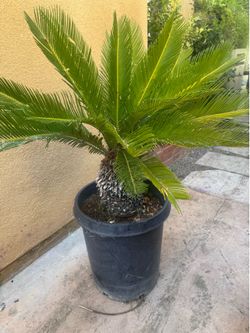 Sica  o  Palma de sagu