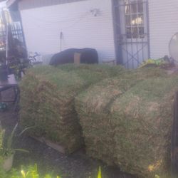 San Augustine Sod 