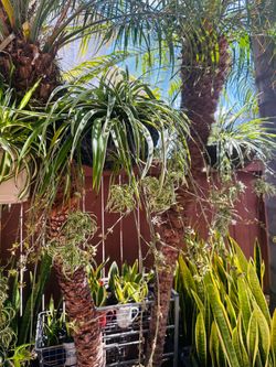 A big hang pot with spider plant and babies