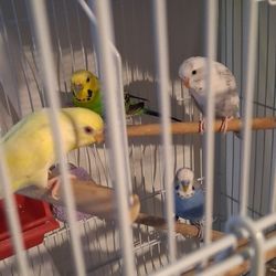 Big Bird Cage With Everything